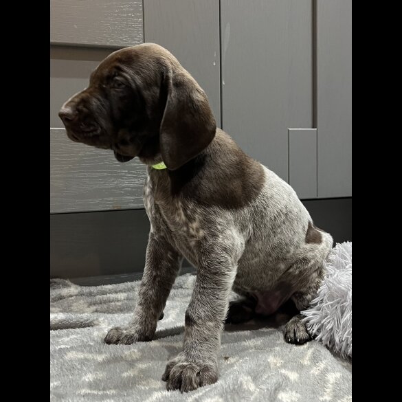 German Pointer - Both