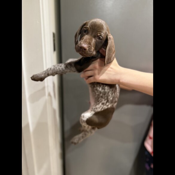 German Pointer - Both