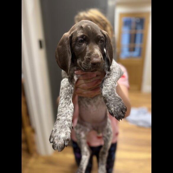 German Pointer - Both