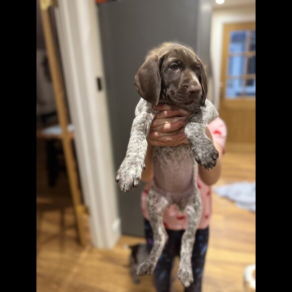 German Pointer - Both
