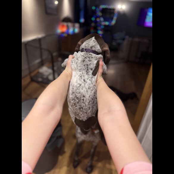 German Pointer - Both