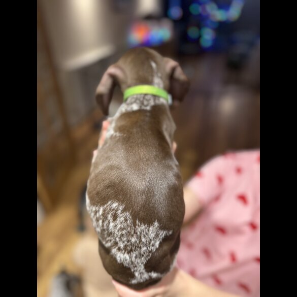 German Pointer - Both