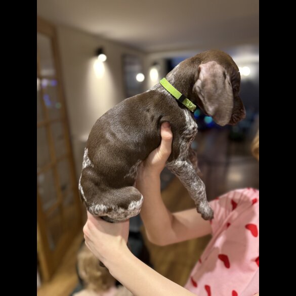 German Pointer - Both