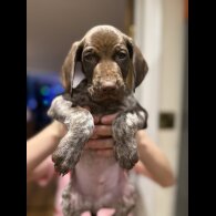 German Pointer - Both