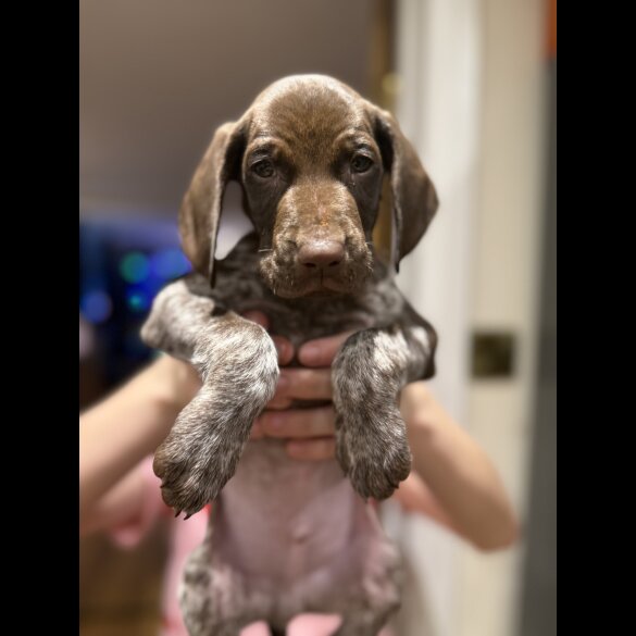 German Pointer - Both