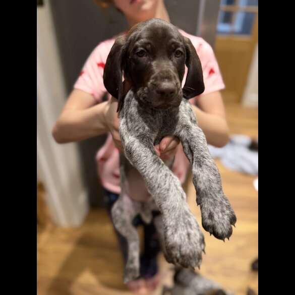 German Pointer - Both