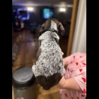 German Pointer - Both