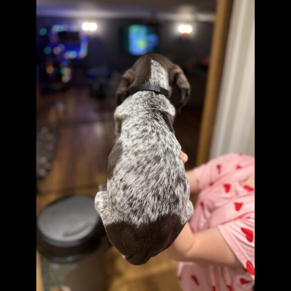 German Pointer - Both