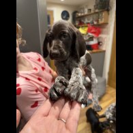 German Pointer - Both