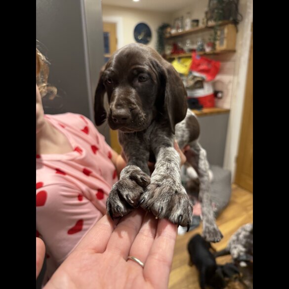 German Pointer - Both