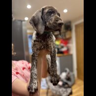 German Pointer - Both