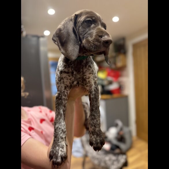 German Pointer - Both