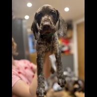 German Pointer - Both