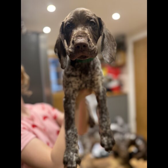 German Pointer - Both