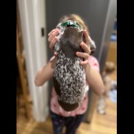 German Pointer - Both