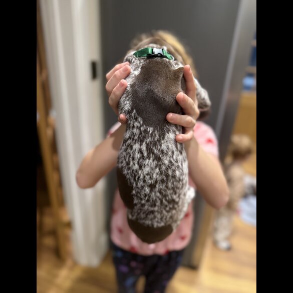 German Pointer - Both