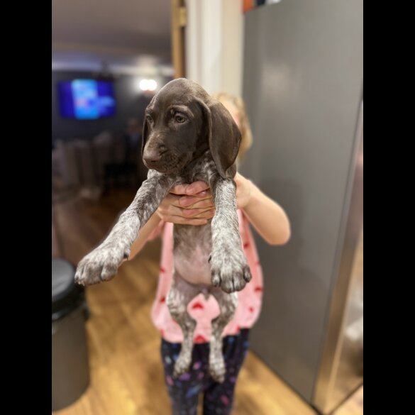 German Pointer - Both