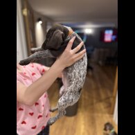 German Pointer - Both