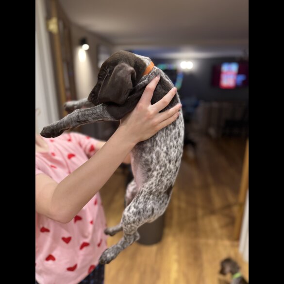 German Pointer - Both