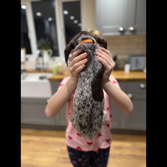 German Pointer - Both