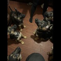 German Shepherd (Alsatian) - Both