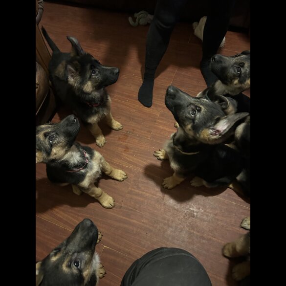 German Shepherd (Alsatian) - Both