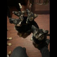 German Shepherd (Alsatian) - Both
