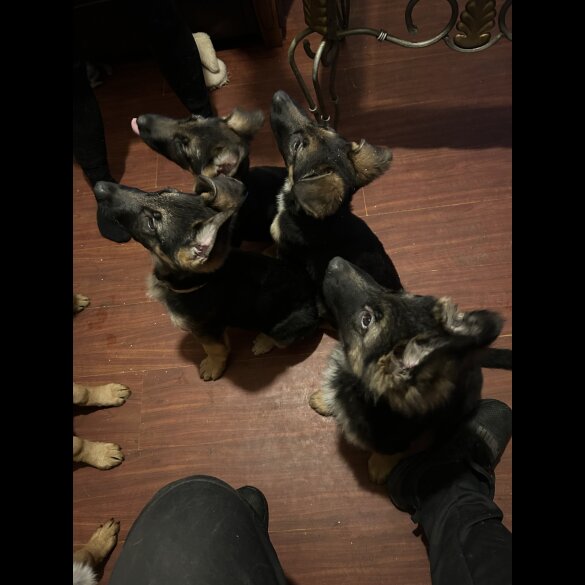 German Shepherd (Alsatian) - Both