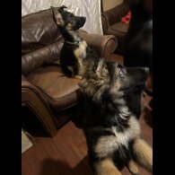 German Shepherd (Alsatian) - Both