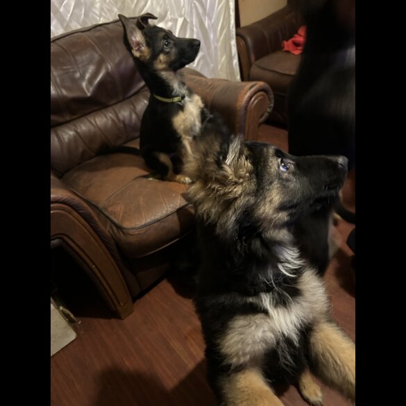 German Shepherd (Alsatian) - Both
