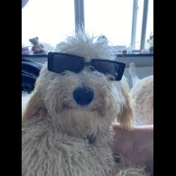 Goldendoodle - Both