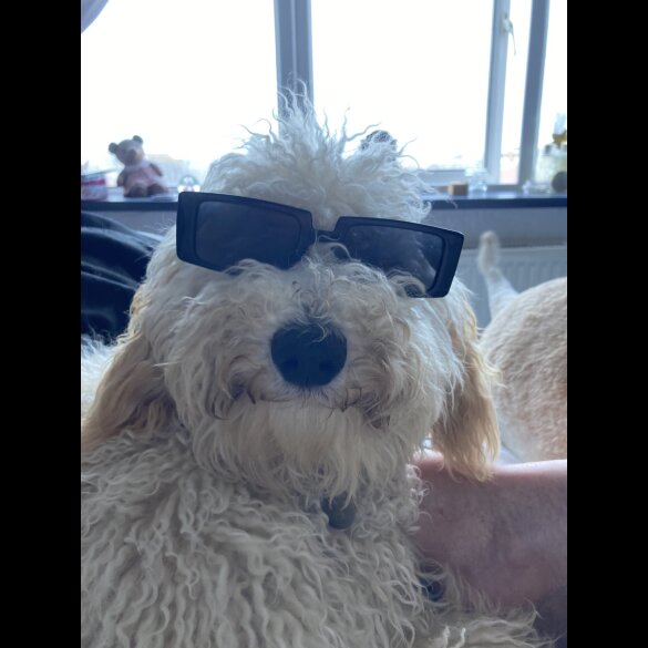 Goldendoodle - Both