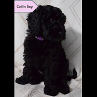 Goldendoodle - Both