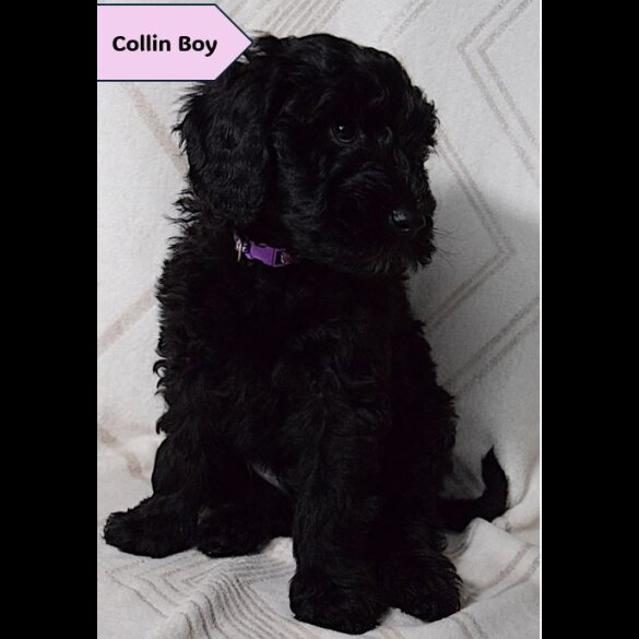 Goldendoodle - Both