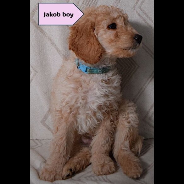 Goldendoodle - Both