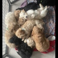 Goldendoodle - Both