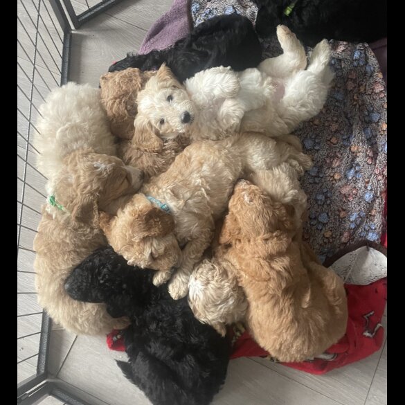Goldendoodle - Both
