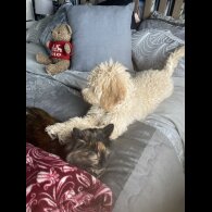 Goldendoodle - Both