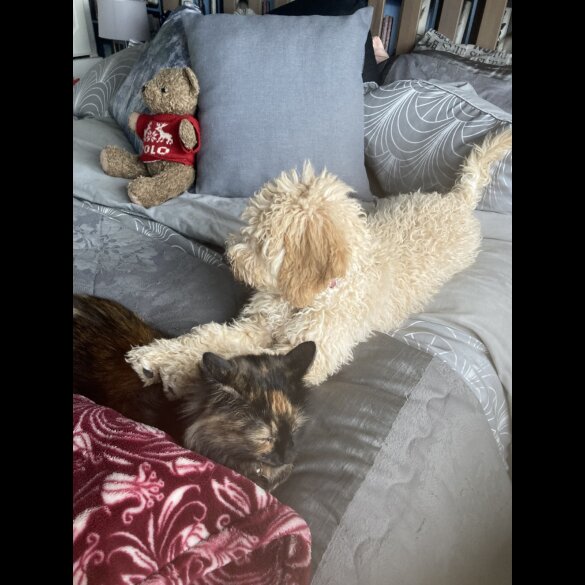 Goldendoodle - Both
