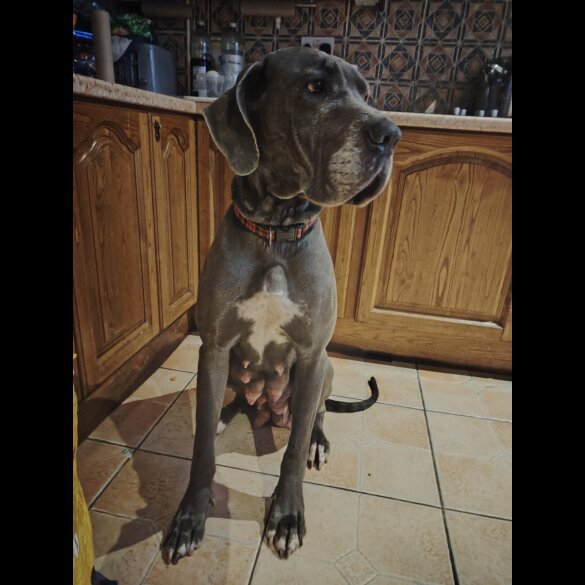 Great Dane - Both