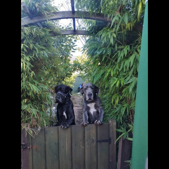 Great Dane - Both