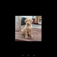 Hungarian Vizsla - Both