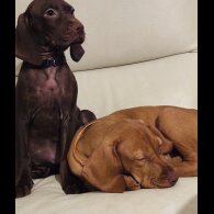 Hungarian Vizsla - Both