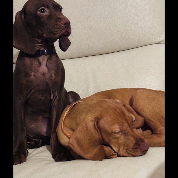 Hungarian Vizsla - Both