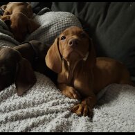 Hungarian Vizsla - Both