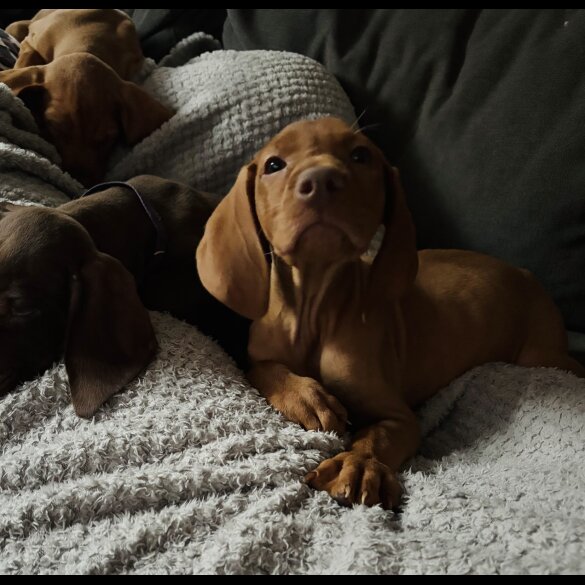 Hungarian Vizsla - Both