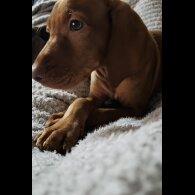 Hungarian Vizsla - Both