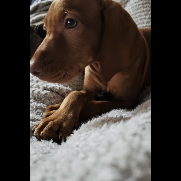 Hungarian Vizsla - Both
