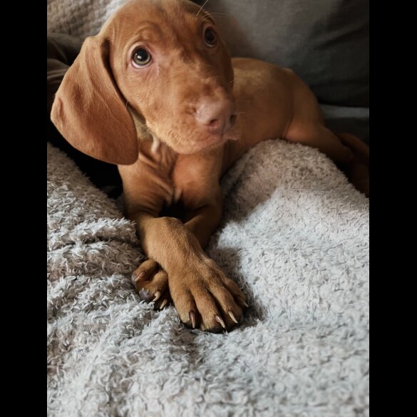 Hungarian Vizsla - Both