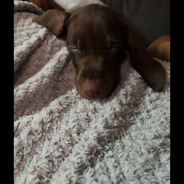 Hungarian Vizsla - Both
